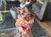 Sphynx kittens