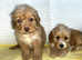 Toy poodles ready for there forever homes