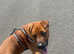 Shar Pei cross Dutch Shepard