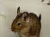 Two baby male degus. £30