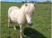 Child's dream 1st Pony
