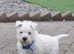 Adorable West Highland Puppy Boy