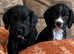Cocker Spaniel Pups