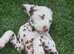 Last stunning boy ready to leave Kc registered dalmation liver spotted pups