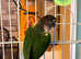 Beautiful young conure parrot