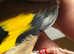 British goldfinch last year