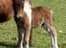 Registered miniature Colt