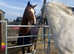 Irish sport horse