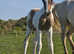 buckskin and white colt to make 15.2hh wpb