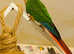 Stunning young conure parrot