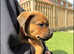 Bullmastiff x Rottweiler puppies