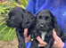 Beautiful Working Cocker Spaniel Puppies