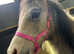 Cute grey filly