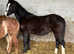 Welsh C colt Brynseion Caio-Knight