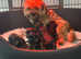 Kc sleam clear border terrier males