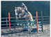 Super Allrounder Cob 15.1hh 6 year old