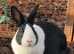 Dutch female rabbit