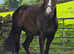 Super 16.1 tb gelding 3yrs old
