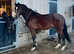 15.2hh stunning welsh section D all rounder / Mother daughter share.