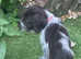German wirehaired pointer puppies