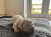 Weimaraner silver ghost puppies 2 beautiful girls