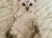 Snow Pure Bengal Kittens (Seal Lynx + Seal Mink Point)