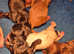 7 Stunning Cockerpoo Pups for sale