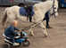 12.2 sweet kids gelding.