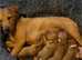 Lakeland terrier pups