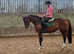 Stunning 3 year old Filly