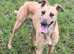 Male saluki whippet greyhound
