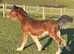 Hackney colt looking for his forever home