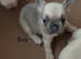 French bulldog looking for a new home