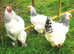 Hatching eggs - 20+ breeds