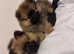 Lovely Pomeranian boy