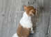 8wk old JRT ready now  1st jab done 2nd paid for  LEEDS