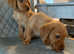 Labradoodle pups
