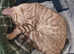 TICA Family Bengal Kitten