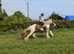 Stunning 14.2hh traditional cob