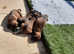 Bavarian Mountain hound puppies