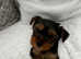 Pedigree Yorkshire terriers