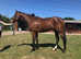 Stunning tb gelding