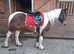 PROJECT!! Rosie 14.3hh skewbald mare