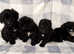 Cockapoo puppies