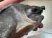 Fly River Turtle (Pig nose Turtle)