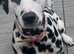 Last stunning boy ready to leave Kc registered dalmation liver spotted pups
