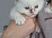 fluffy little ragdolls