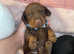 Miniature Dachshund puppies
