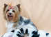 Exquisite Biewer Terrier Puppies