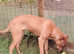 10 mouth old Bullmastiff cross
